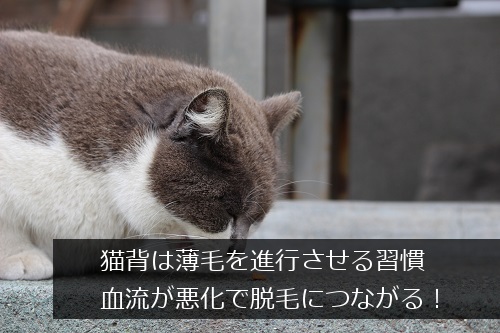 猫背