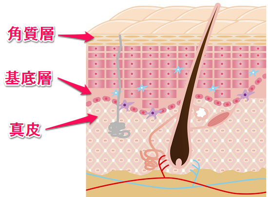 角質層