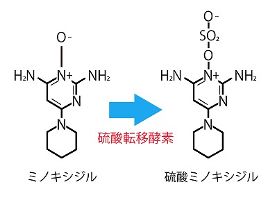 硫酸ミノキシジル